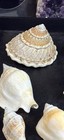 Assorted Shell Lot — photo 2