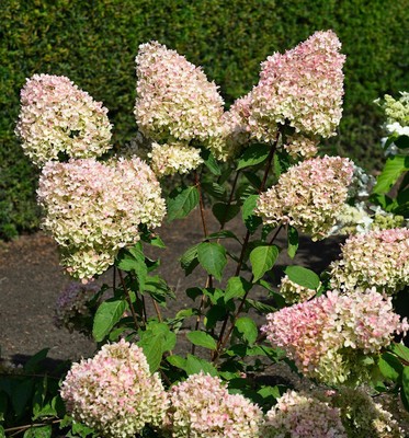 Rispenhortensie Summer Love  40-60cm - Hydrangea paniculata