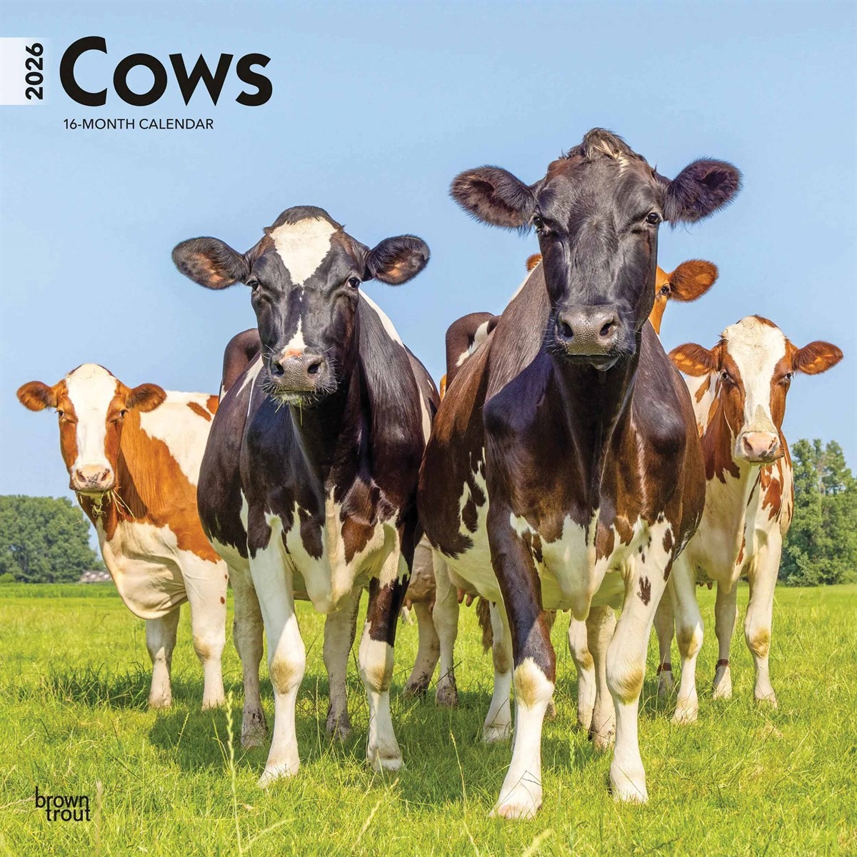 Cows Calendar 2026, Wall Calendars, Month To View, Animals, Gift