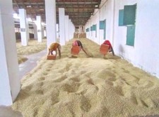 INDIA MONSOONED MALABAR Green/Raw 100% Arabica Coffee Beans For Home Roasting