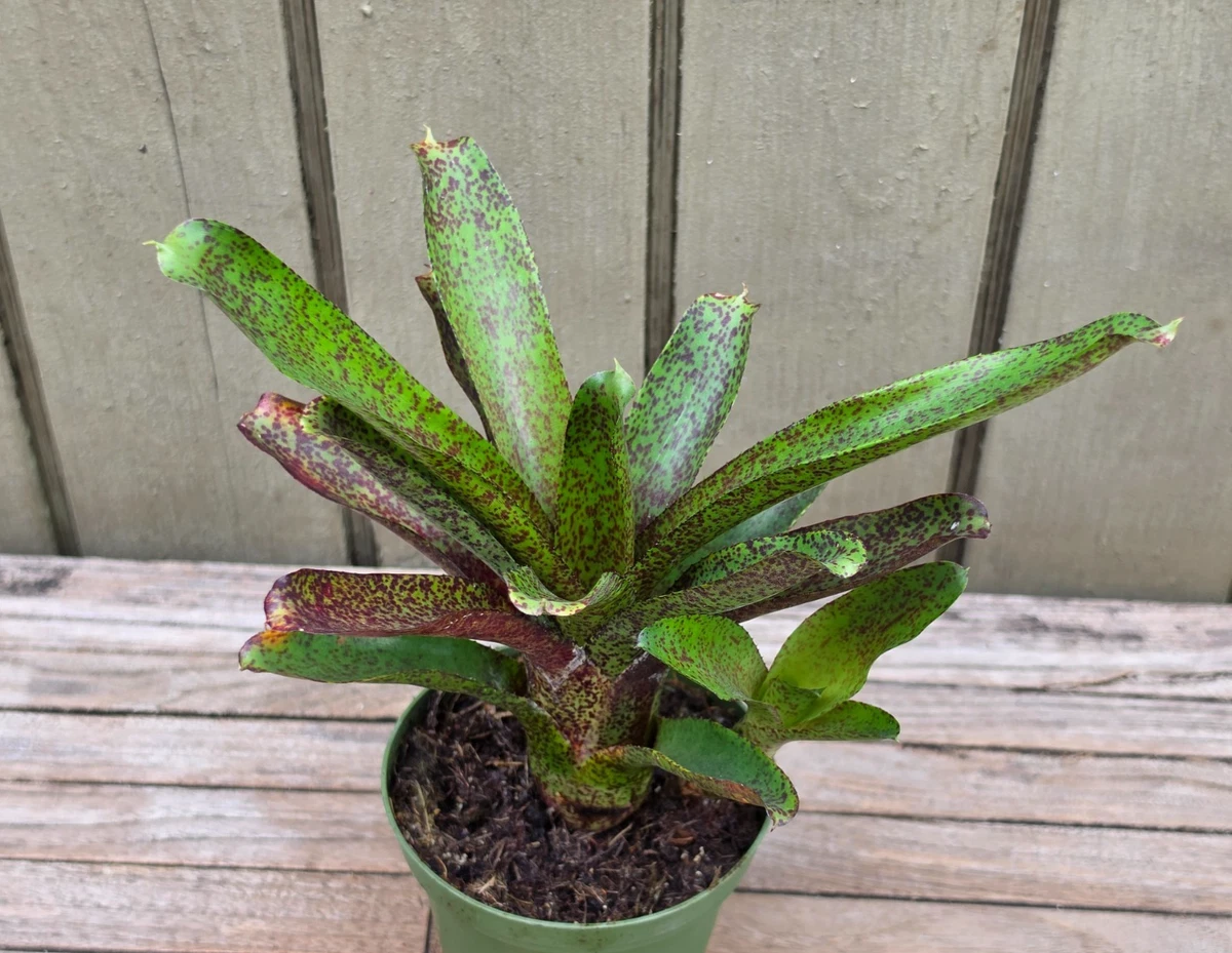 Bromeliad for sale - eBay