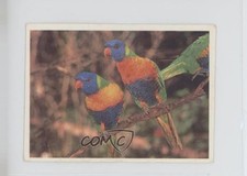 1993 Weet-Bix Australia's Most Amazing Birds Rainbow Lorikeet #15 15gv