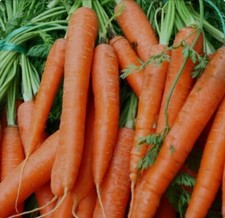 350 Scarlet Nantes Carrot Seeds, Sweet  tender American Seed