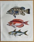Fish Perch - Book of the World Original Print Coloured - 1853