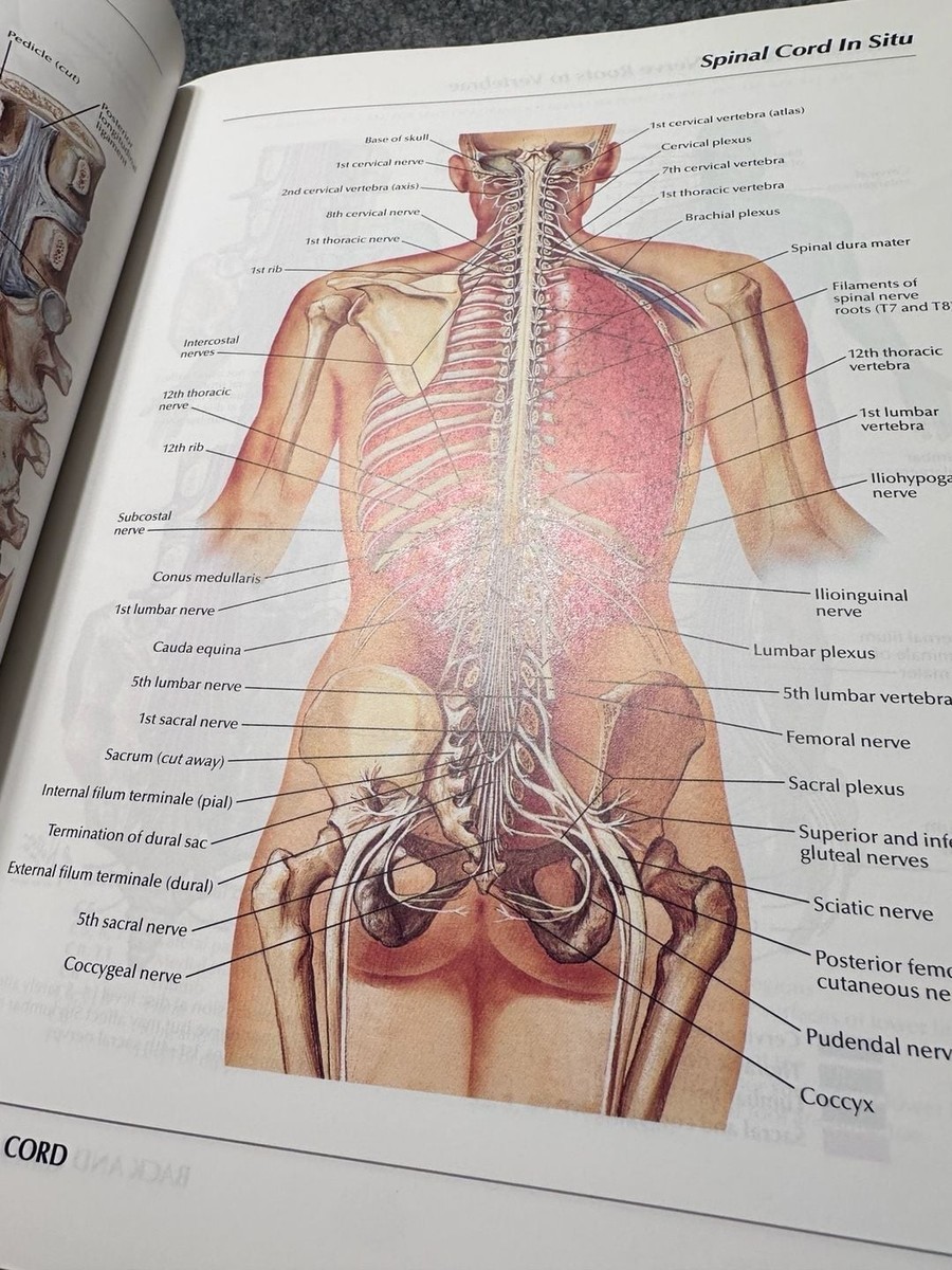Atlas of Human Anatomy by Frank H. Netter MD 1st Edition 1989