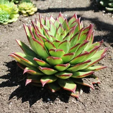 Echeveria Agavoides Lipstick - 8" Succulent