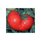 Tomato Beefsteak Garden Heirloom Vegetable By Seed Kingdom 1/4 Lb Seeds