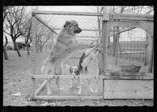 Photo:1930s Dog Kennel Great Dane and Puppies in Cage Farmyard Photo