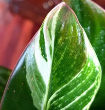 Rare Highly Variegated Philodendron Birkin 10" Tall Not Anthurium Monstera Aroid