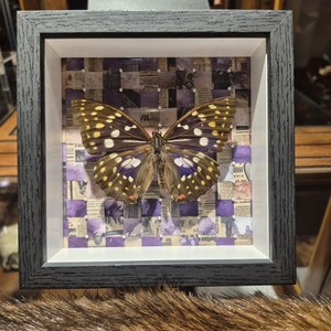 Butterfly Mounted In Shadow Box With Acrylic Front (Not Glass) Insect Taxidermy