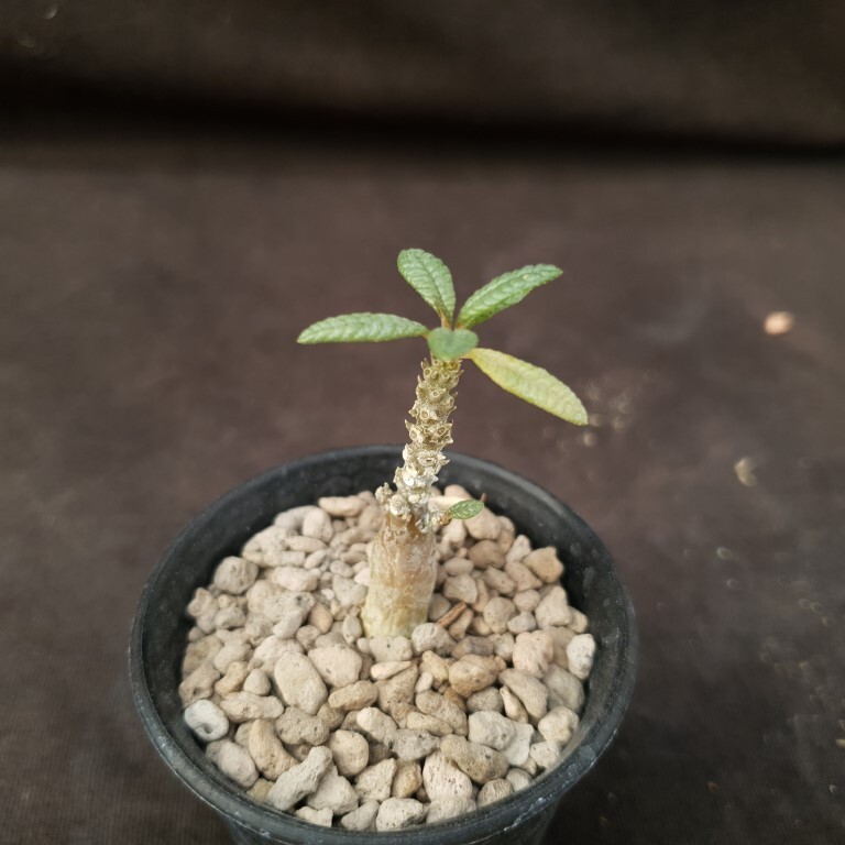 B42: Dorstenia gigas bullata | eBay
