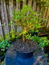 CHINESE ELM  Pre-Bonsai /Bonsai Tree  Cold Hardy / Tiny leaves 5 years old