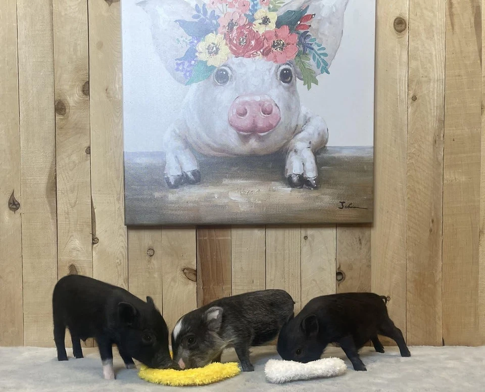 Chicken and Egg Crinkle Squeaker Pack Fun Durable Interactive Fetch Toys for Pup - Image 4 of 4