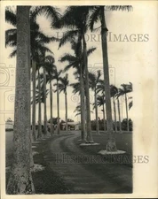 1966 Press Photo Regal Palms grow from seeds planted long ago in Florida
