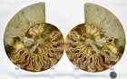 Fossil PAIR Ammonite Great Color Crystal Cavities XXXL 7.3" 110myo 187mm e3659ss — photo 5