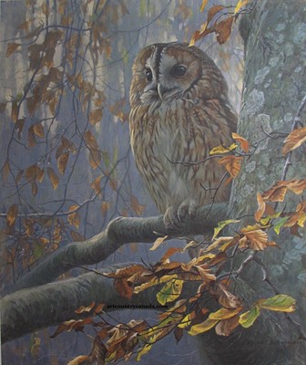 Robert Bateman White - Tawny Owl In Beech  Signed & Numbered 