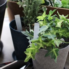 SIKAKU | PENNARELLO PER PIANTE [S] 6 pezzi