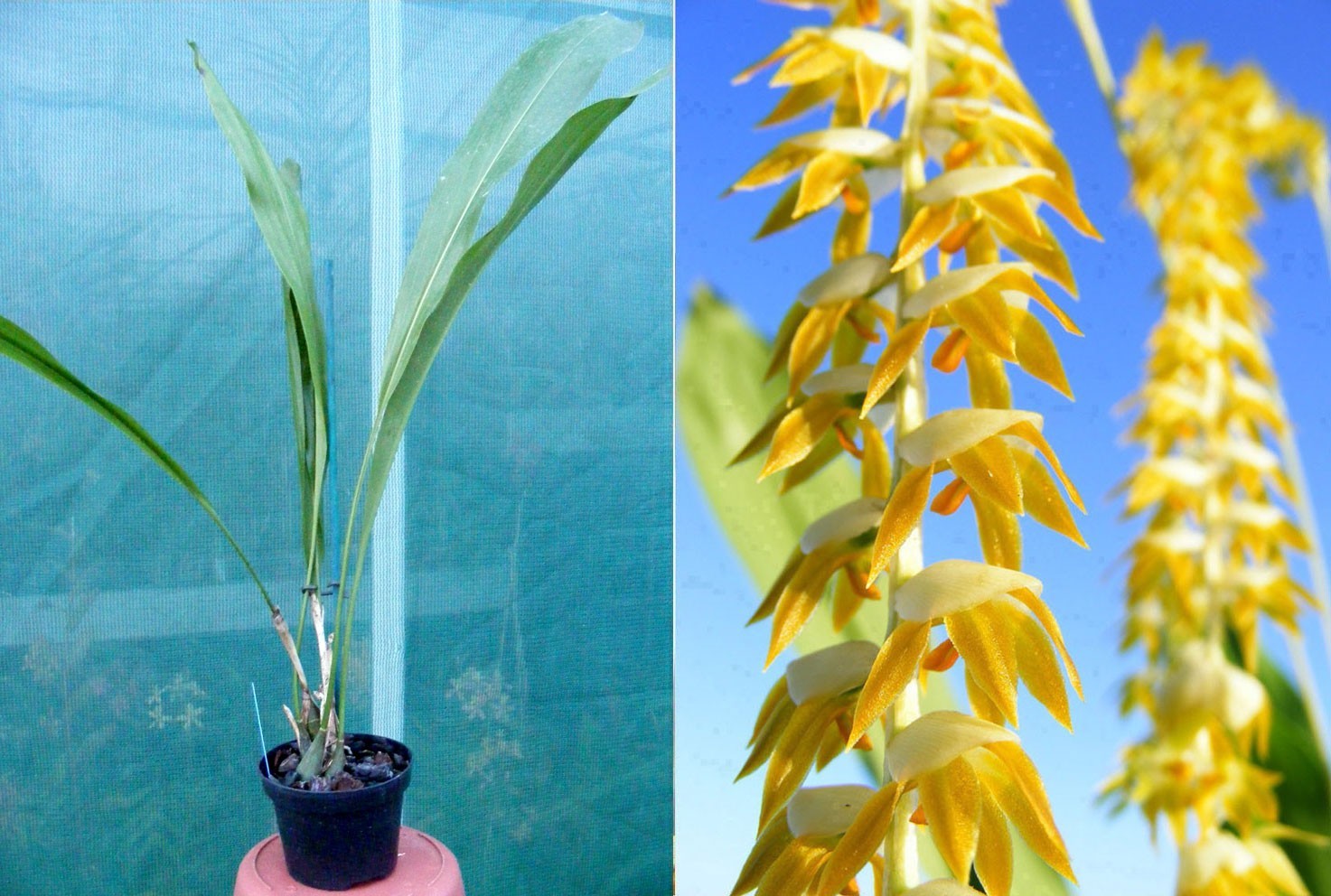 Orchidée rare Dendrochilum magnum spécimen de collection premium