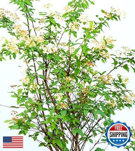 PERFECT PLANTS Bridal Wreath Spirea Live Plant, 1 Gallon, Includes Care Guide - Picture 4 of 5