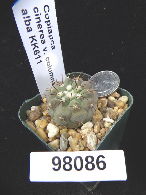 Copiapoa cinerea v. columna alba KK611 Seedling Uncommon Live Cactus Plant 98086