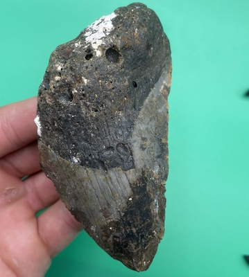 #ad #ad MEGALODON SHARK TOOTH REAL 40 FOOT EXTINCT SHARK TOOTH 4” PLUS NC $50.99