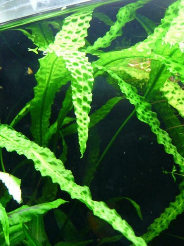 cryptocoryne rare