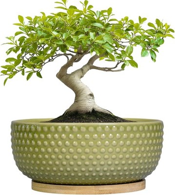 Bonsai Planter - 8 Inch Ceramic Succulent Pots with 8 Inch, Glaze-green 