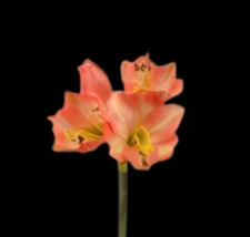 PINK TONE Artificial amaryllis stem