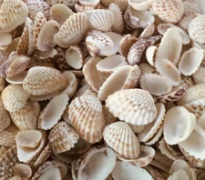 Huge Lot 1/2 LB Broad Ribbed Cardita Shells Crafts/Decor