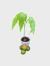 Spanish Lime Live Fruit Tree ,Ginepa Ginep Plant, In pot quenepa