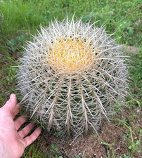 ECHINOCACTUS GRUSONII VAR. ALBISPINUS - PIANTA DA GIARDINO - DIAM 28 - H 22 CM