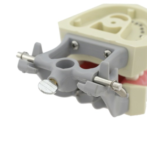 Columbia 860 Style Dental Typodont Model Licensing Exam 32 Pcs Removable Teeth - Picture 12 of 46