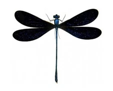 Vestalis luctuosa ONE BLUE BLACK DRAGONFLY DAMSELFLY MOUNTED PACKAGED INDONESIA