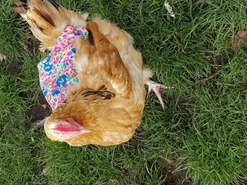 Sillín de pollo correas ajustables con broches de presión delantal de gallina protector de plumas chaqueta ala Foto 3 de 4