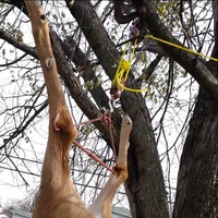 Gambrel & Hoist Lifter Deer Hog Game Hanger Gutting Pulley Rope Hunting In Usa Gambrel & Hoist Lifter Deer Hog Game Hanger Gutting Pulley Rope Hunting In Usa
