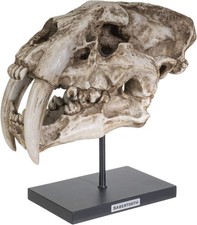 SUMMIT COLLECTION Polystone Resin Sabertooth Tiger Skull Replica Model Beige 