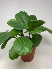 Fiddle Leaf Fig - Live Plant in a 6 Inch Pot - Ficus Lyrata - Beautiful Easy...