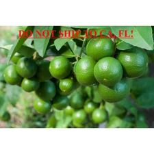 1 Gal. Persian Lime (Bearss Lime) Live Tropical Tree With White Flower To Green