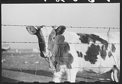Farm,Red River Valley,Cass County,North Dakota,ND,Farm Security Admin,FSA