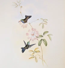 John Gould DOUBLEDAY'S Hummingbirds Vintage Bird Art Print Bookplate 339