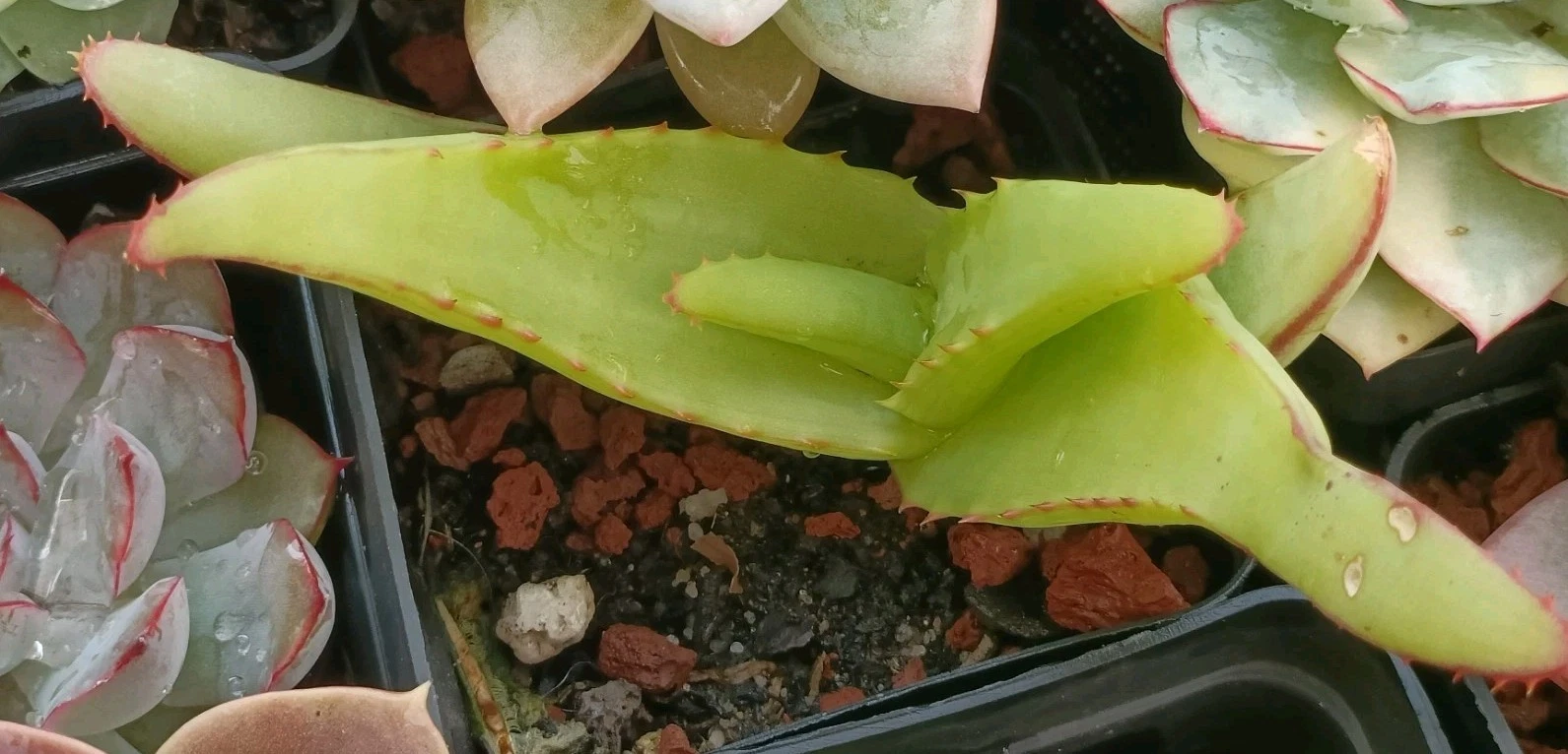 Aloe hybrid nice succulent plant 21
Opens in a new window or tab
