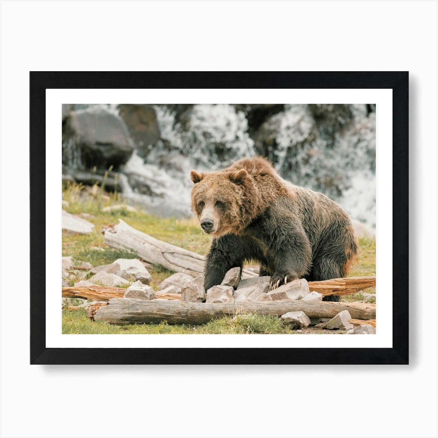 Framed California Grizzly Bear Art Print Canvas Wall Poster Picture  