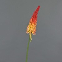 Artplants Kunst Fackellilie Mundaka, Rot-Orange, 85Cm