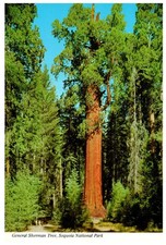 Vintage Postcard General Sherman Tree Sequoia National Park