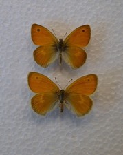 Small Heath Butterfly pair Yorkshire 1980's  /Lepidoptera/ Insects/ Taxidermy