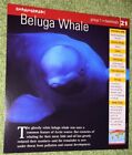 Endangered Animals Card - Mammal - Beluga Whale #21