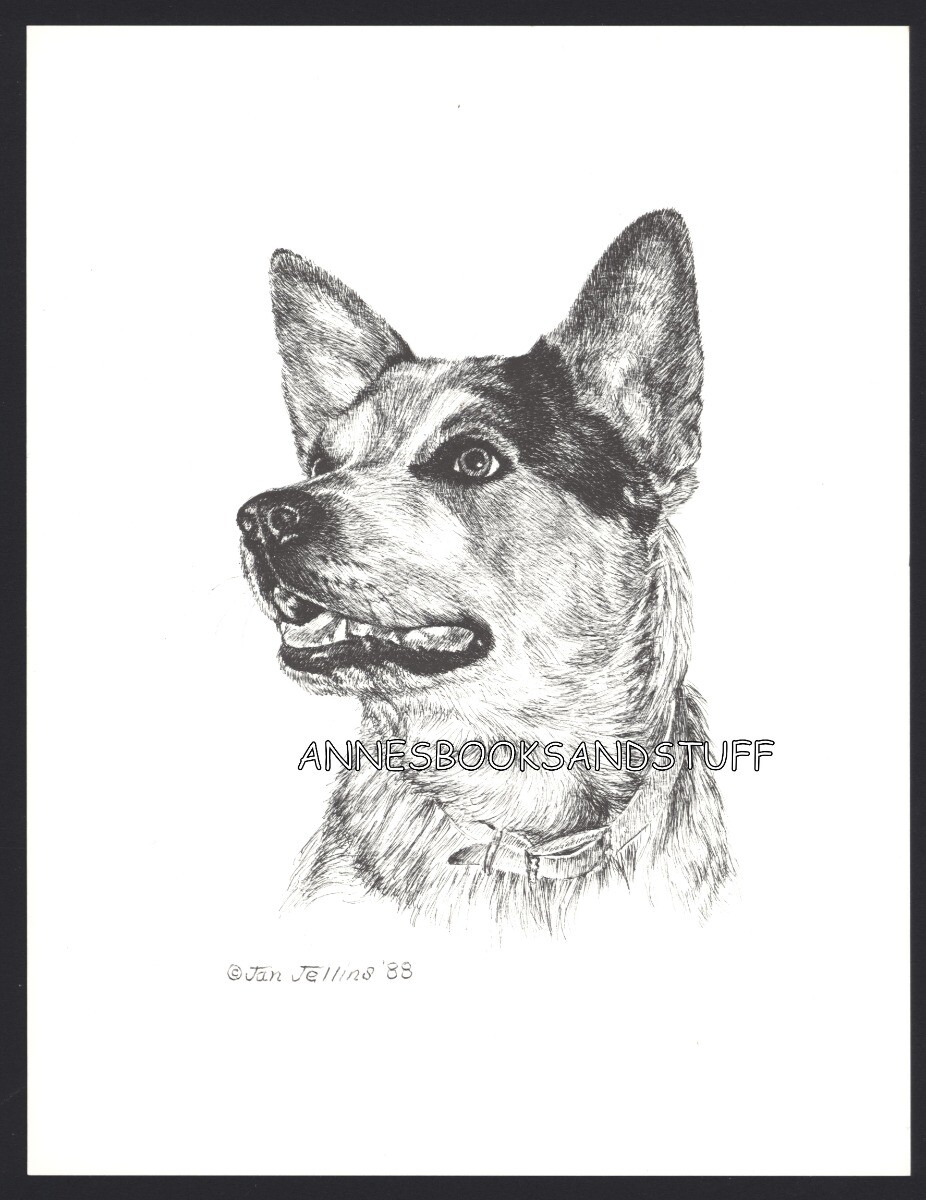407 AUSTRALIAN CATTLE DOG dog art print * Pen & ink drawing by Jan