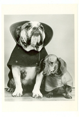 DOG- ENGLISH BULLDOG/DACHSHUND IN DOGGY JACKETS-B/W-c1947--4''X6''-(DOG-7*)