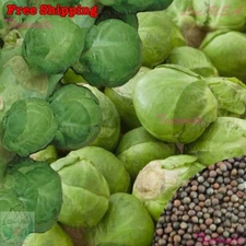 Catskill Brussels Sprouts Seeds | Brussels Sprout Seeds | Vegetable Seeds