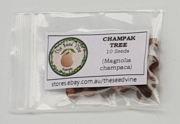 10 CHAMPAK MAGNOLIA TREE SEEDS (Magnolia champaca) Michelia Scented Flower
